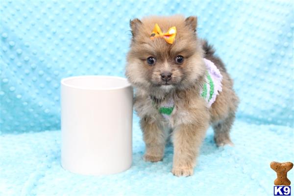 CMPuppyHeaven Picture 3